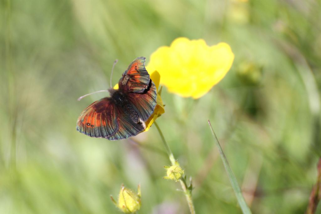 Erebia cassioides? Cfr. Erebia tyndarus - Nymphalidae